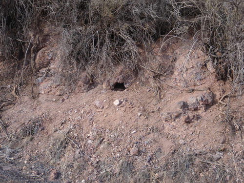 Critter hole.